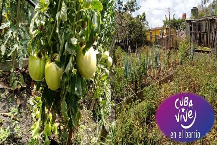 Promueven producción de alimentos desde patios y parcelas.