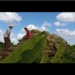 Destacan agricultores de Mayabeque en aprovechamiento de suelos cultivables