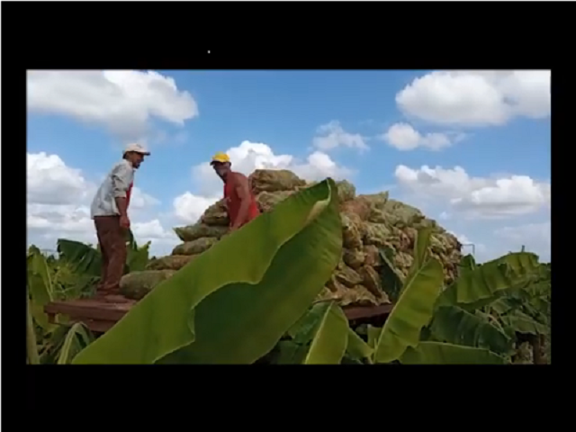 Destacan agricultores de Mayabeque en aprovechamiento de suelos cultivables.