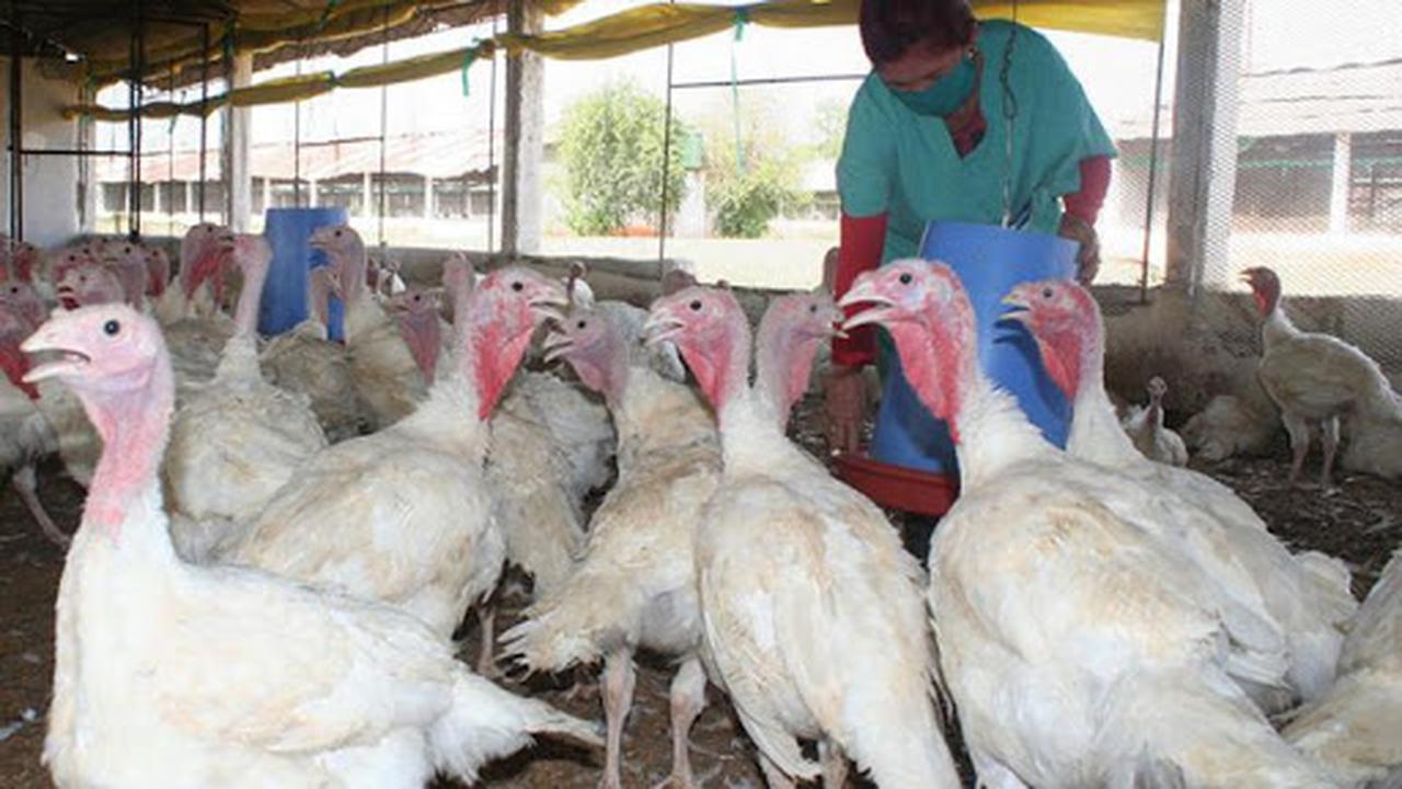 Turkey Fattening Farm in San Nicolás.