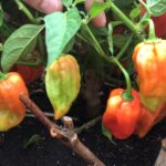 Fomentan cultivo del chile habanero para exportación en Melena del Sur (+ Audio)