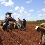 Potato planting begins in Mayabeque