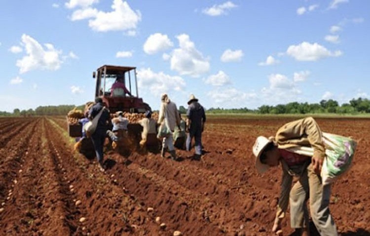 Potato planting begins in Mayabeque.