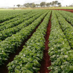 Campesinos de Madruga inmersos en cultivo de viandas, granos y hortalizas