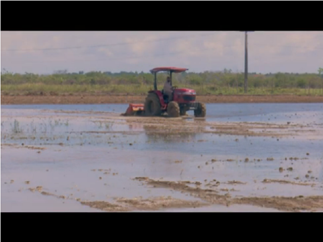 Inicia siembra de arroz de campaña de frío en Mayabeque.