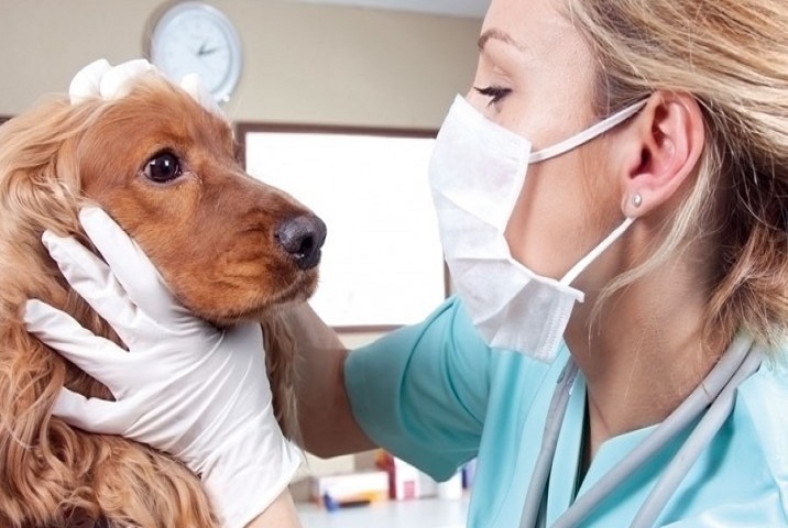 Establecen reglamento para los Servicios Veterinarios Asistenciales en Cuba.
