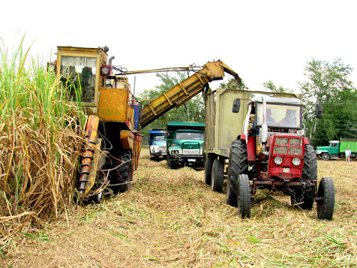 Preparations for the start of the sugar harvest.