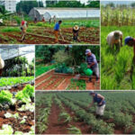 Producing food: task of the first order