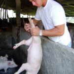 Iniciar&aacute; en Mayabeque proceso de acreditaci&oacute;n para servicios veterinarios por cuenta propia