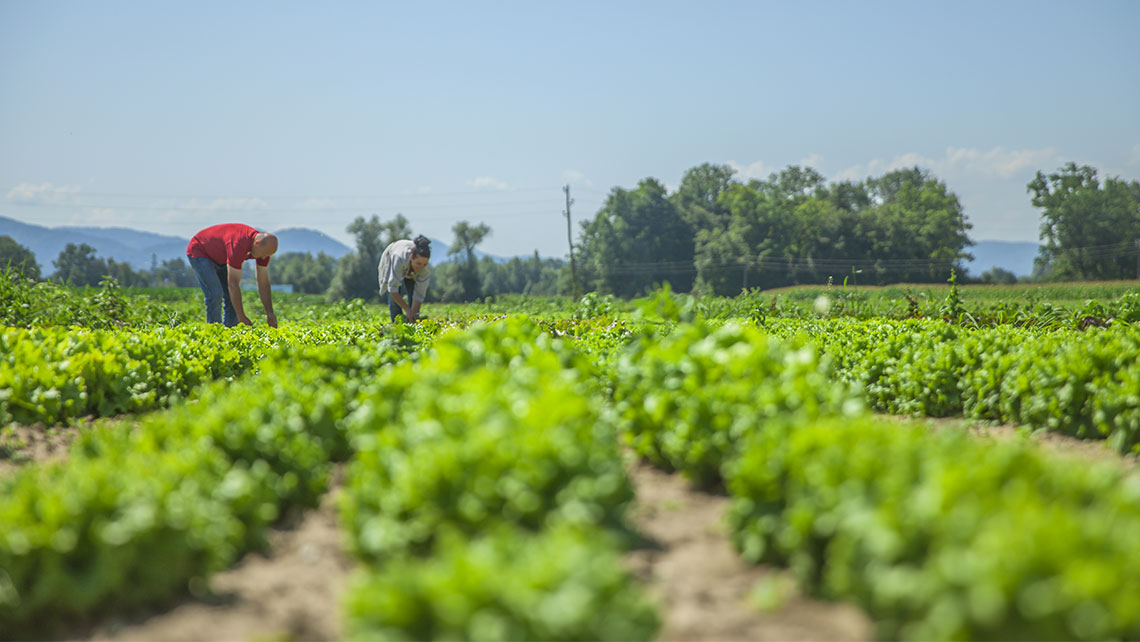 Convocan a potenciar la agricultura urbana en Cuba.