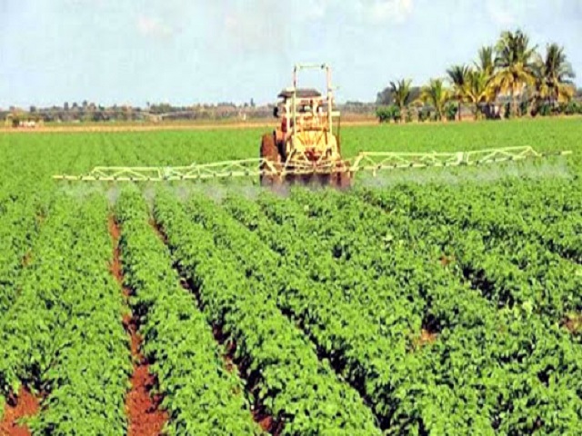 Los trabajadores agropecuarios de Madruga culminan el año con pasos sólidos. Foto: Archivo