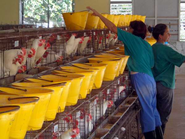 Estos proyectos de la Empresa Avícola Mayabeque contribuirán a la sustitución de importaciones. Foto: Radio Rebelde