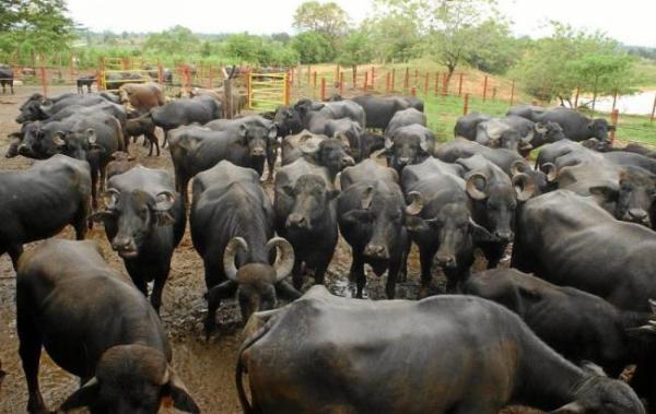 La Empresa Pecuaria Genética del Este desarrolla un proyecto bufalino liberado del encargo estatal.