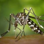 Mosquito Aedes Aegypti, agente transmisor de enfermedades Foto: Archivo