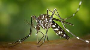 Mosquito Aedes Aegypti, agente transmisor de enfermedades Foto: Archivo