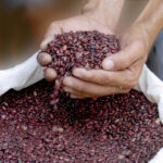Bean harvest began in Madruga