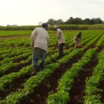 Por más alimentos para el pueblo