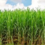 Agricultores de Bejucal analizan resultados productivos de 2021.