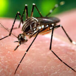 Incrementa índice de focalidad por el mosquito Aedes Aegypti en Güines (+ Audio)