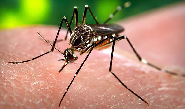 Incrementa índice de focalidad por el mosquito Aedes Aegypti en Güines (+ Audio)