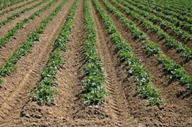Ahora se encuentran en la etapa de atención al cultivo. Foto: Archivo