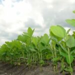 Soybean planting increased to obtain feed
