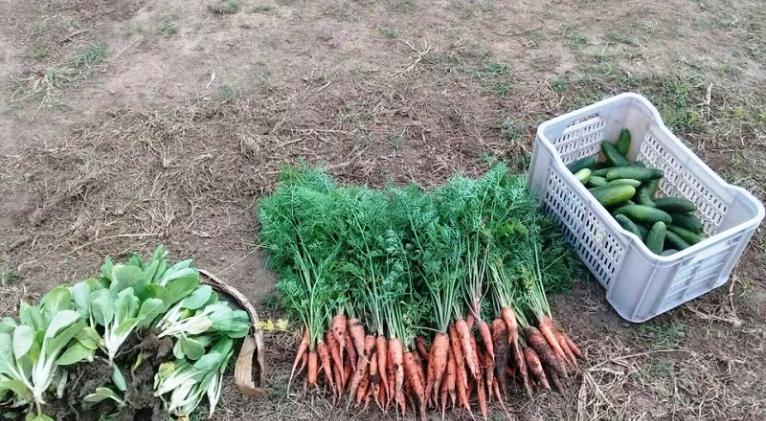 Avanza Cuba en la preparación del anteproyecto de soberanía alimentaria.