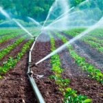 Potencian producción de alimentos en San José de las Lajas