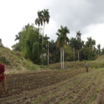 Cooperativistas de Jaruco muestran discretos avances en la entrega de productos agr&iacute;colas