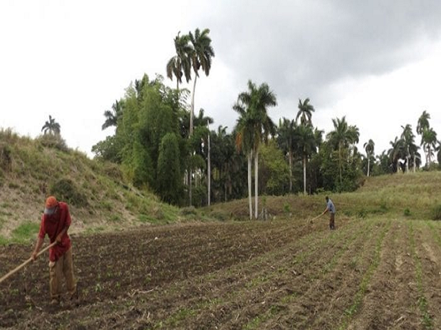 Cooperativistas de Jaruco muestran discretos avances en la entrega de productos agrícolas.