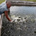 Trabajan en Mayabeque por perfeccionar producción acuícola.