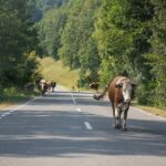 Aumentó índice de accidentalidad en San José de Las Lajas
