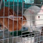 Mayabeque scientists promote new methods for raising rabbits