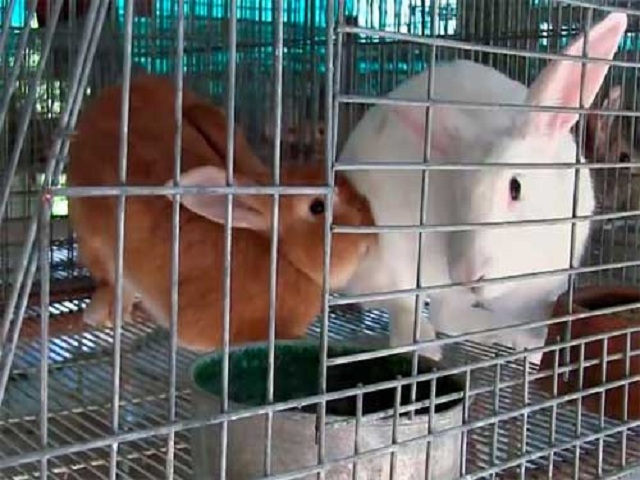 Mayabeque scientists promote new methods for raising rabbits.