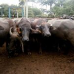 Trabajan por consolidar programa ganadero en municipio de Nueva Paz (+ Audio)