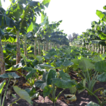 Crop diversification in Quivicán?s cooperative guarantees agricultural food production