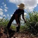 Reconoce Uni&oacute;n de J&oacute;venes Comunistas respaldo juvenil a actual zafra azucarera