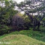 Areas covered with forests grows in Mayabeque