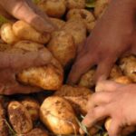 Culminan en Batabanó preparativos para cosecha de la papa (+ Audio)