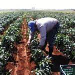 Llaman a trabajar con ciencia e integridad en sector agrícola
