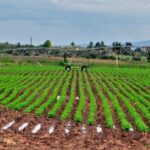 Agricultores de Mayabeque impulsan producción de alimentos en la actual campaña de frío