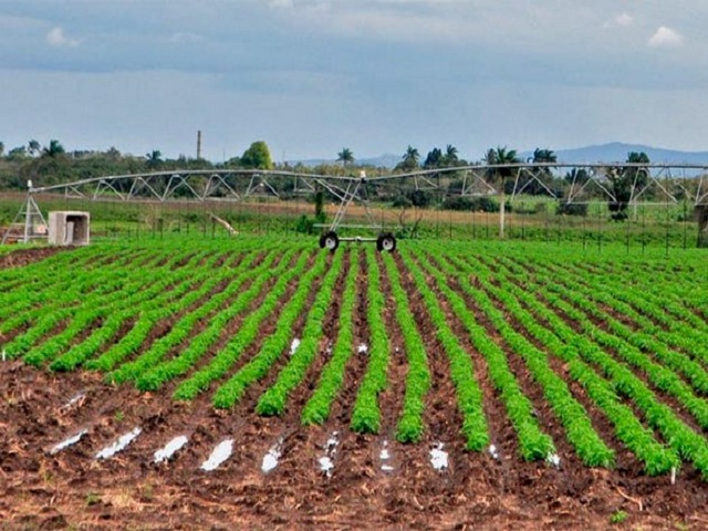 Agricultores de Mayabeque impulsan producción de alimentos en la actual campaña de frío.