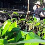 Recorrió importantes polos productivos de Mayabeque Vice-primer ministro Jorge Luis Tapia Fonseca (+ Audio)