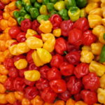 Agricultores de Melena del Sur potencian la exportación de ají picante Chile Habanero