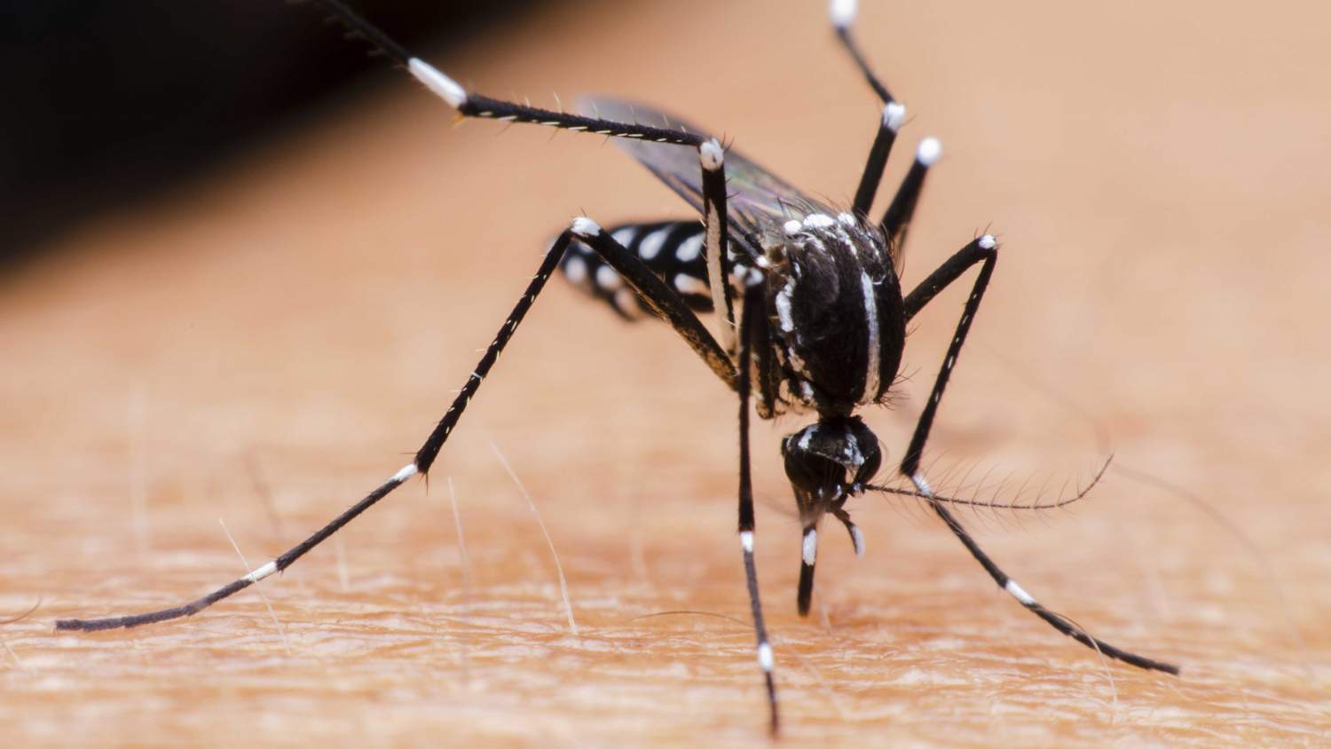 Aumenta índice de infestación por el mosquito Aedes Aegypti en Jaruco.