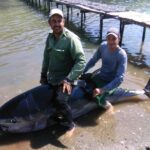 Capturan atún de aleta amarilla en área protegida Boca de Canasí.