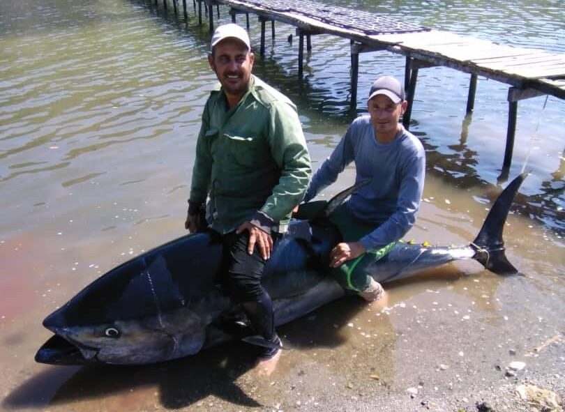 Capturan atún de aleta amarilla en área protegida Boca de Canasí.