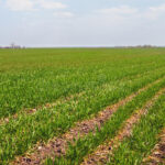 Farmers of San Nicol&aacute;s intensify spring campaign work