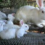 Cooperative of Agricultural Production promotes livestock program in Quivicán