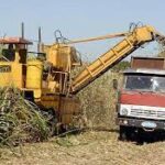 Dificultades con tiro de la caña entorpecen zafra azucarera en Quivicán (+ Audio)